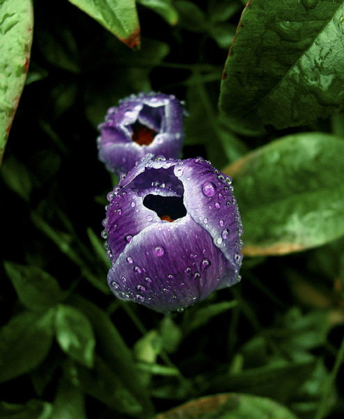  : Botanicals : Thurston Howes Photography