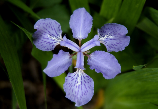  : Botanicals : Thurston Howes Photography